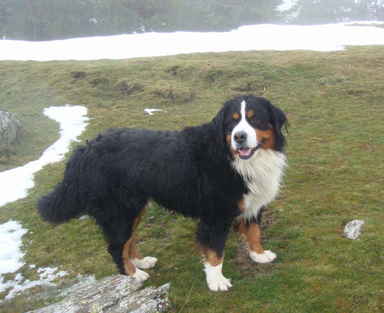 DALLAS BERNESE MOUNTAIN DOG UTAH